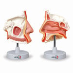 Anatomical Nasal Cavity